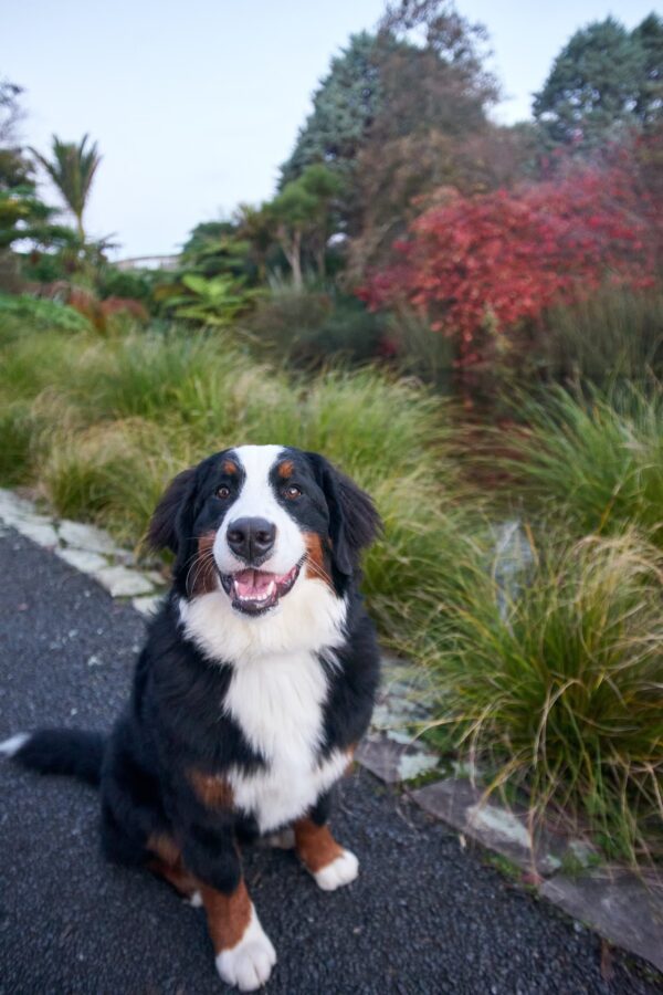 Bernese 3